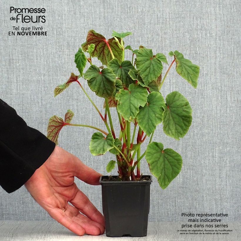 Esimerkki syksyllä toimitetusta Begonia grandis subsp. evansiana 8/9 cm taimiruukku-taimesta