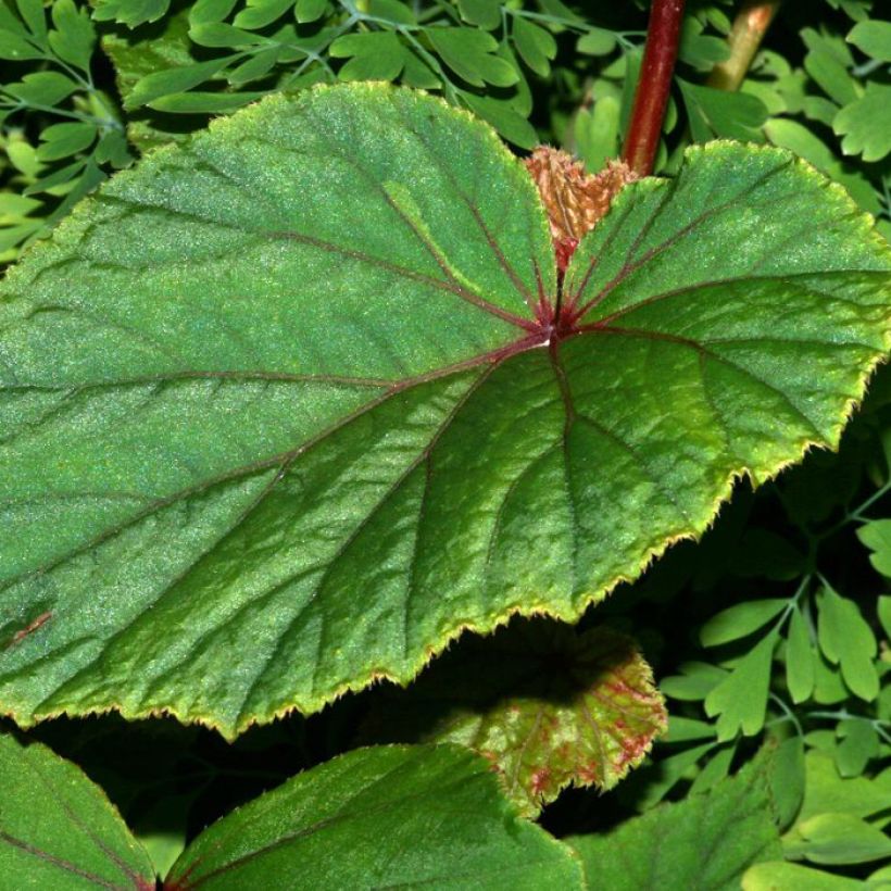 Begonia grandis subsp. evansiana var. alba (Lehvistö)