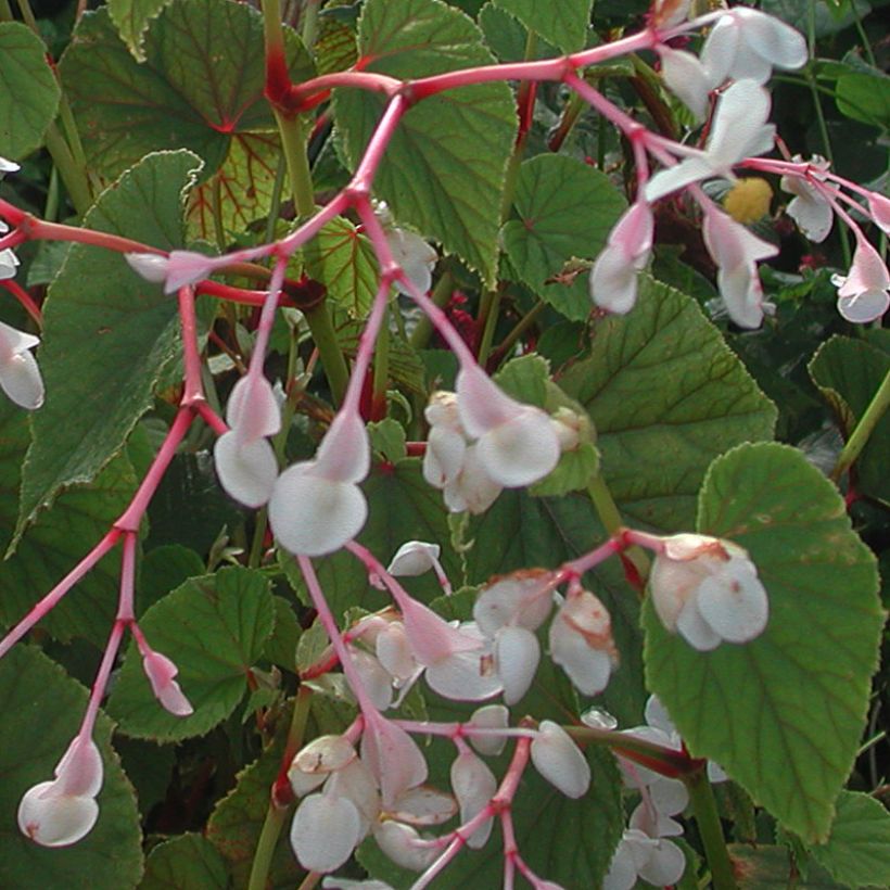 Begonia grandis subsp. evansiana var. alba (Kukinta)