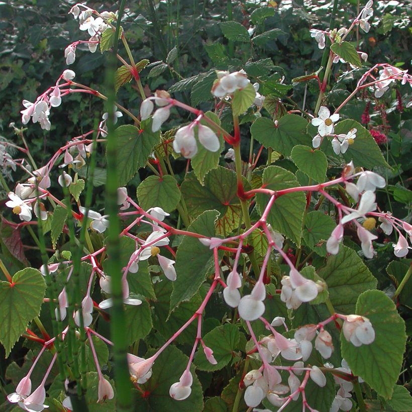 Begonia grandis subsp. evansiana var. alba (Kasvutapa)