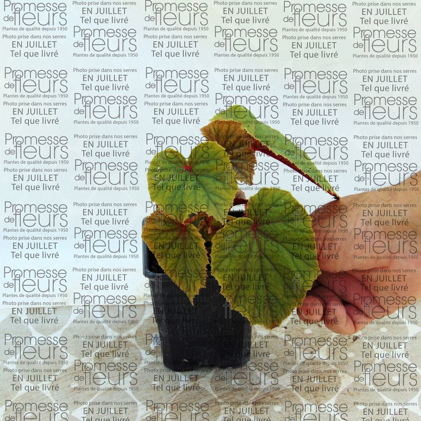 Esimerkki toimitetusta Begonia grandis subsp. evansiana var. alba Taimiruukku 8/9 cm-taimesta