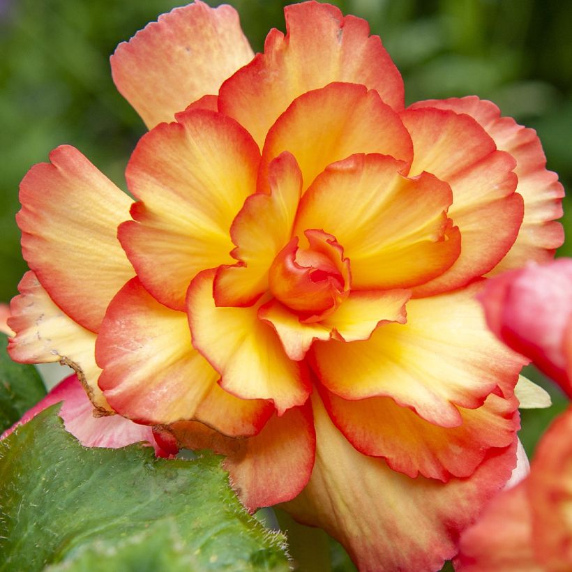 Riippubegonia Tuberhybrida Golden Balcony (Kukinta)