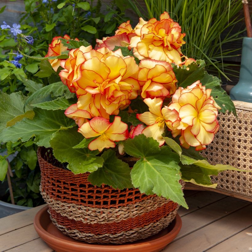 Riippubegonia Tuberhybrida Golden Balcony (Kasvutapa)