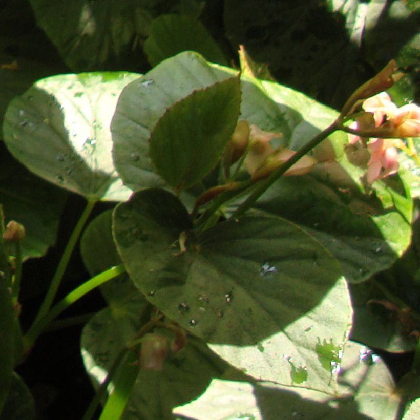 Begonia ravenii (Lehvistö)