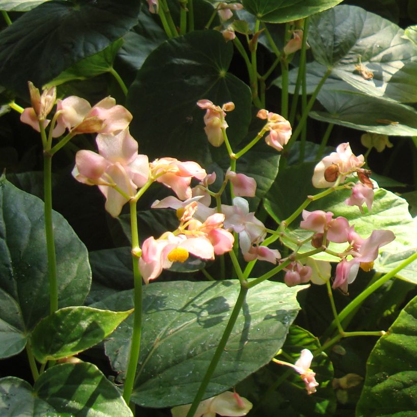 Begonia ravenii (Kukinta)