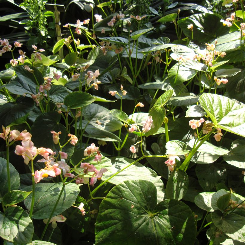 Begonia ravenii (Kasvutapa)