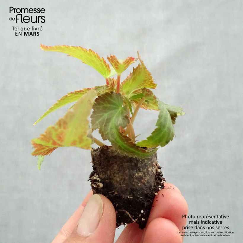 Esimerkki keväällä toimitetusta Riippubegonia Belleconia Citrus Minipaakku Ø 3/4 cm-taimesta