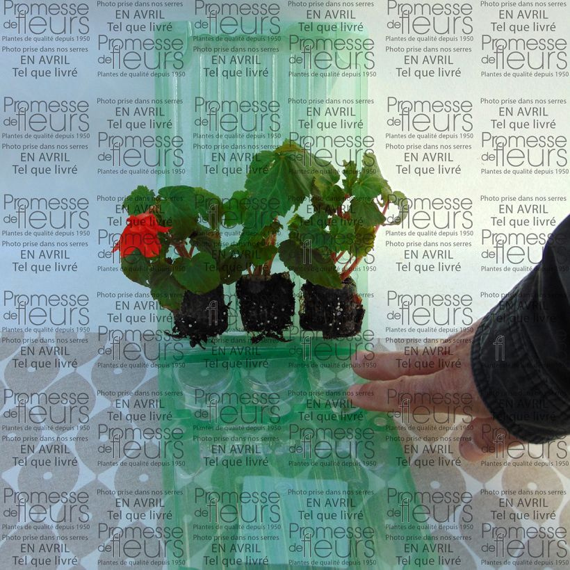 Esimerkki toimitetusta Riippubegonia Belleconia Hot orange Minipaakku Ø 3/4 cm-taimesta