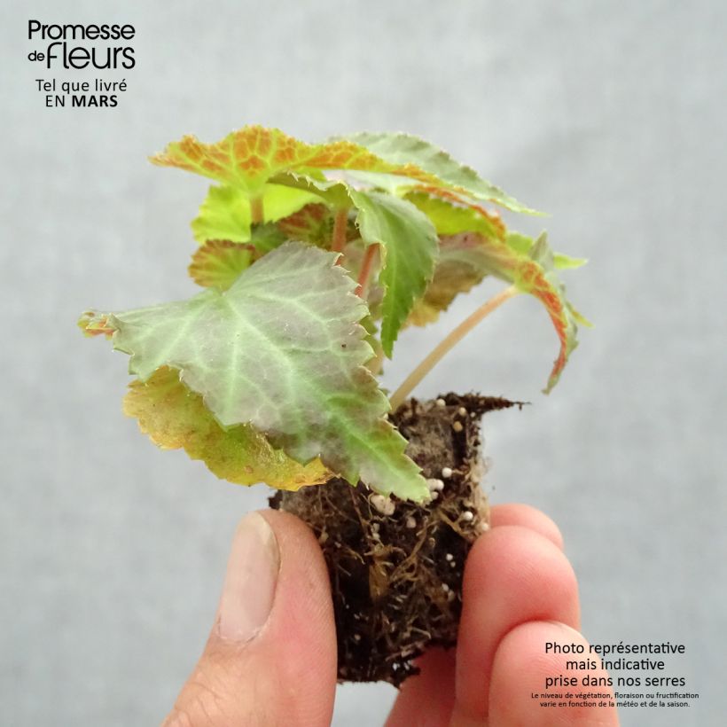 Esimerkki keväällä toimitetusta Riippubegonia Belleconia Mango Minipaakku Ø 3/4 cm-taimesta