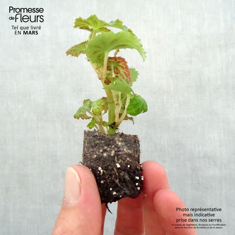 Esimerkki keväällä toimitetusta Riippubegonia Belleconia Snow Minipaakku Ø 3/4 cm-taimesta