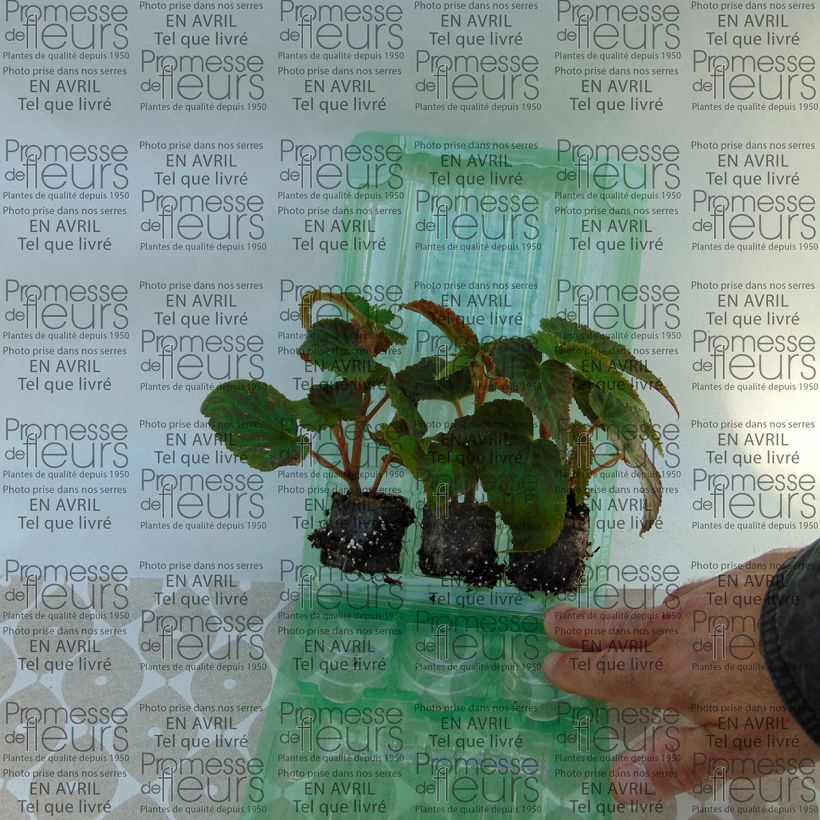 Esimerkki toimitetusta Riippubegonia Belleconia Soft Orange Minipaakku Ø 3/4 cm-taimesta