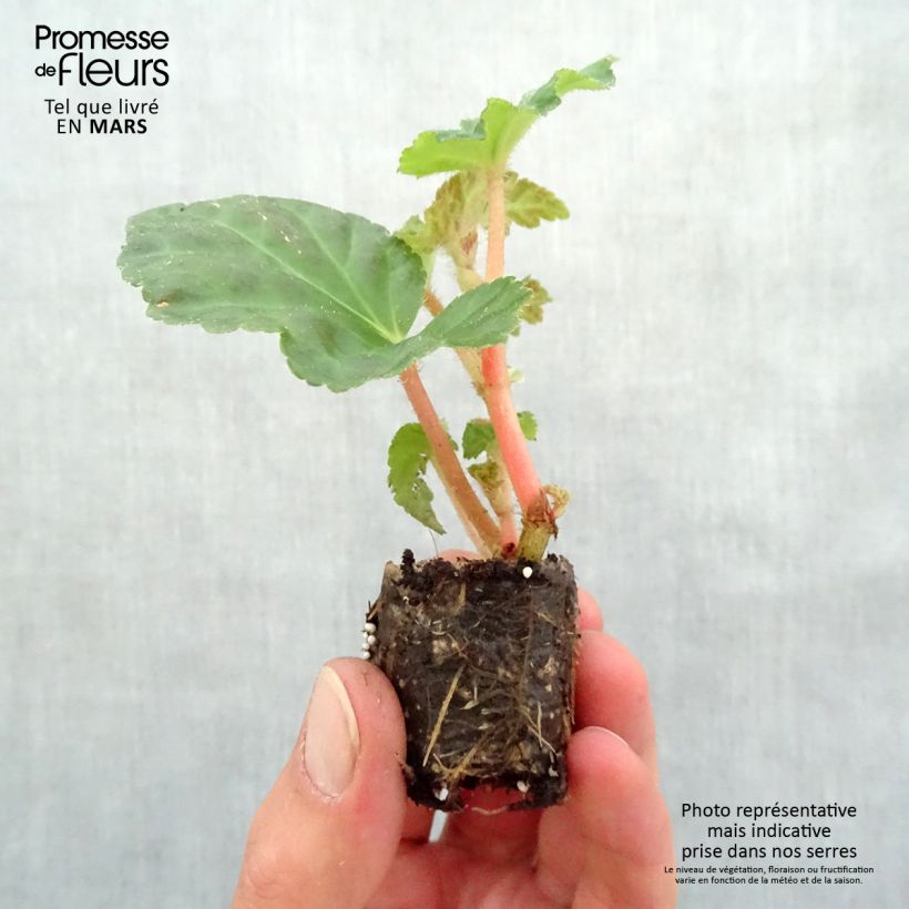 Esimerkki keväällä toimitetusta Riippubegonia Begonia Chardonnay Minipaakku Ø 3/4 cm-taimesta