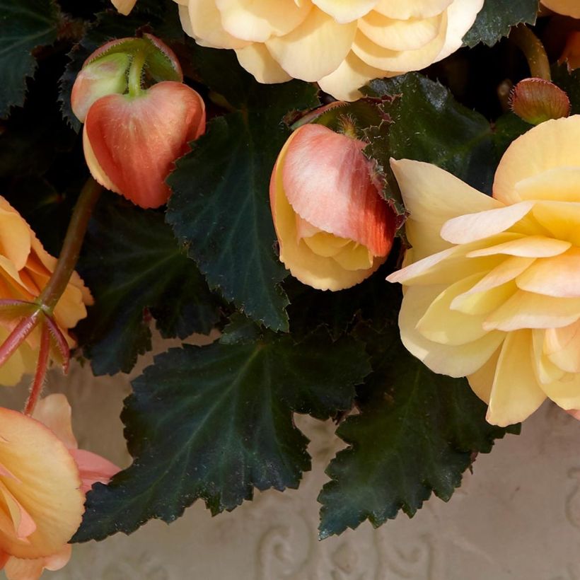 Riippubegonia Fragrant Falls Peach (Lehvistö)