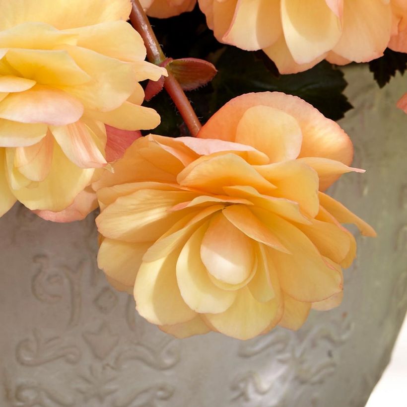 Riippubegonia Fragrant Falls Peach (Kukinta)