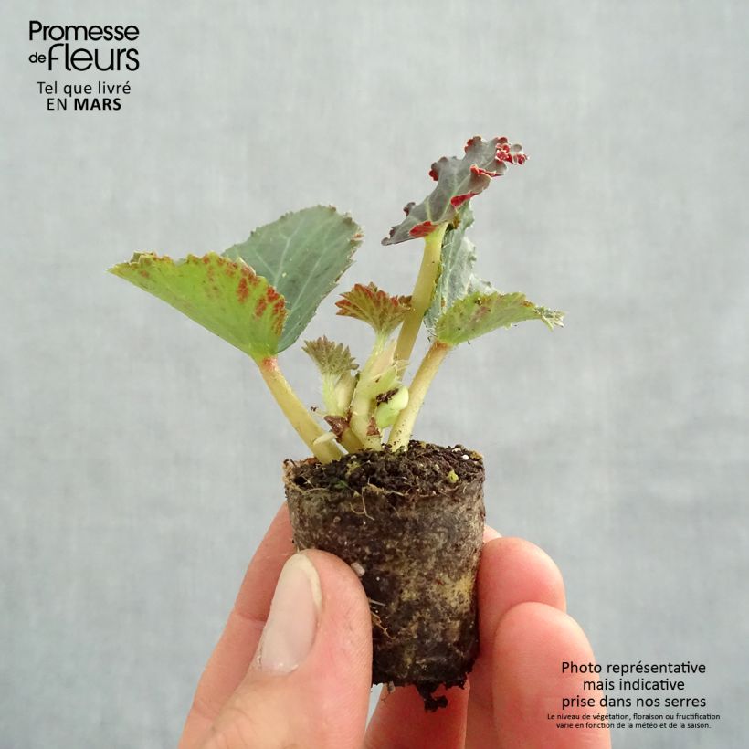 Esimerkki keväällä toimitetusta Riippubegonia Fragrant Falls Peach Minipaakku Ø 3/4 cm-taimesta