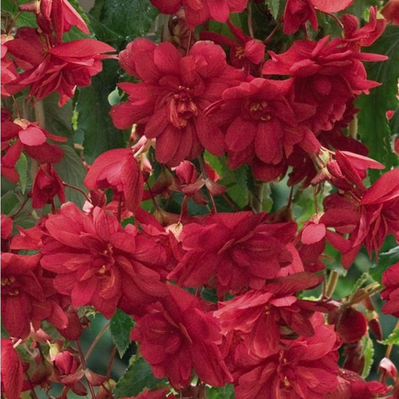Riippubegonia Illumination Ecarlate (Kukinta)