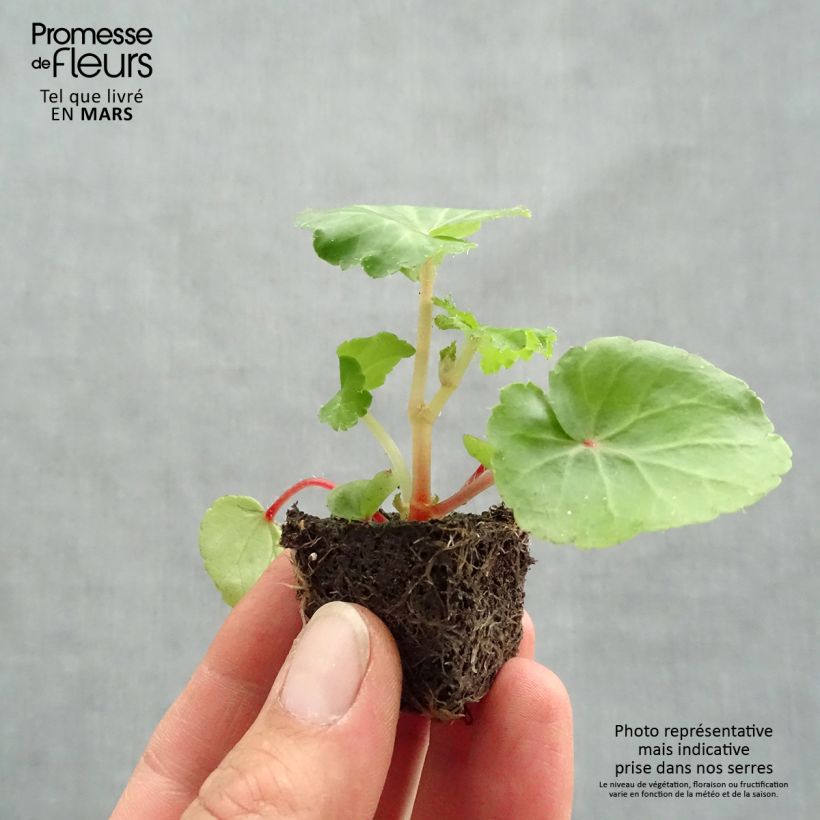 Esimerkki keväällä toimitetusta Riippubegonia Illumination Ecarlate Minipaakku Ø 3/4 cm-taimesta