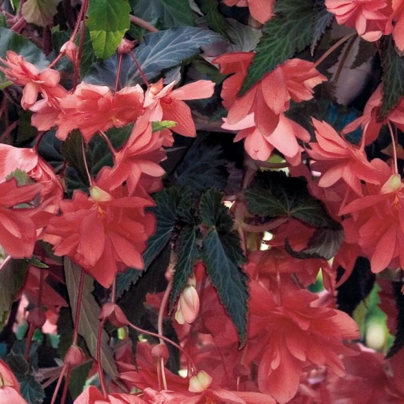 Riippubegonia Illumination Saumon (Lehvistö)