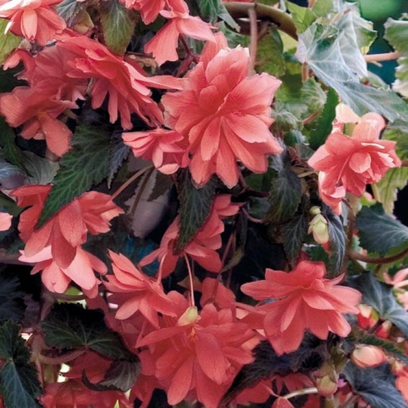 Riippubegonia Illumination Saumon (Kukinta)