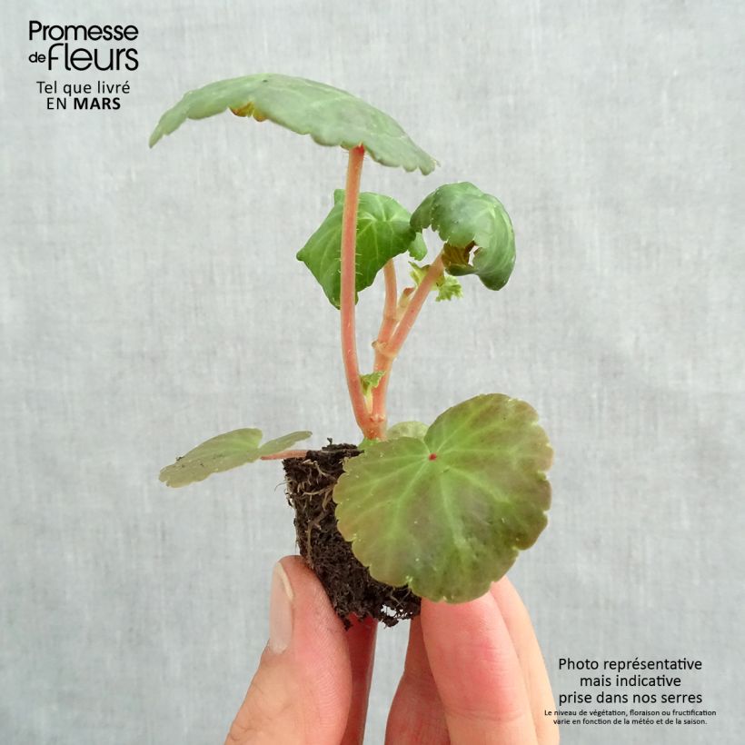 Esimerkki keväällä toimitetusta Riippubegonia Illumination Tons Abricots Minipaakku Ø 3/4 cm-taimesta