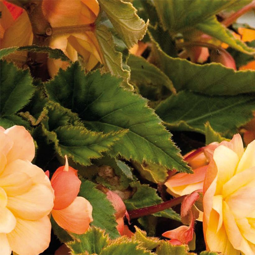 Riippubegonia Illumination Tons Abricots (Lehvistö)