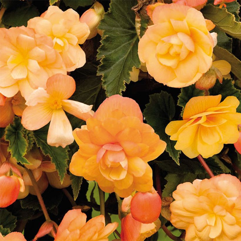 Riippubegonia Illumination Tons Abricots (Kukinta)