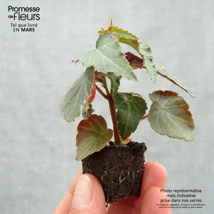 Esimerkki keväällä toimitetusta Riippubegonia Santa Cruz Orange Minipaakku Ø 3/4 cm-taimesta