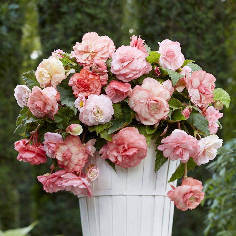 Riippubegonia Splendide Flamenca (Kasvutapa)