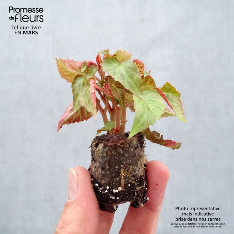Esimerkki keväällä toimitetusta Riippubegonia Summerwings Pink Elegance Minipaakku Ø 3/4 cm-taimesta