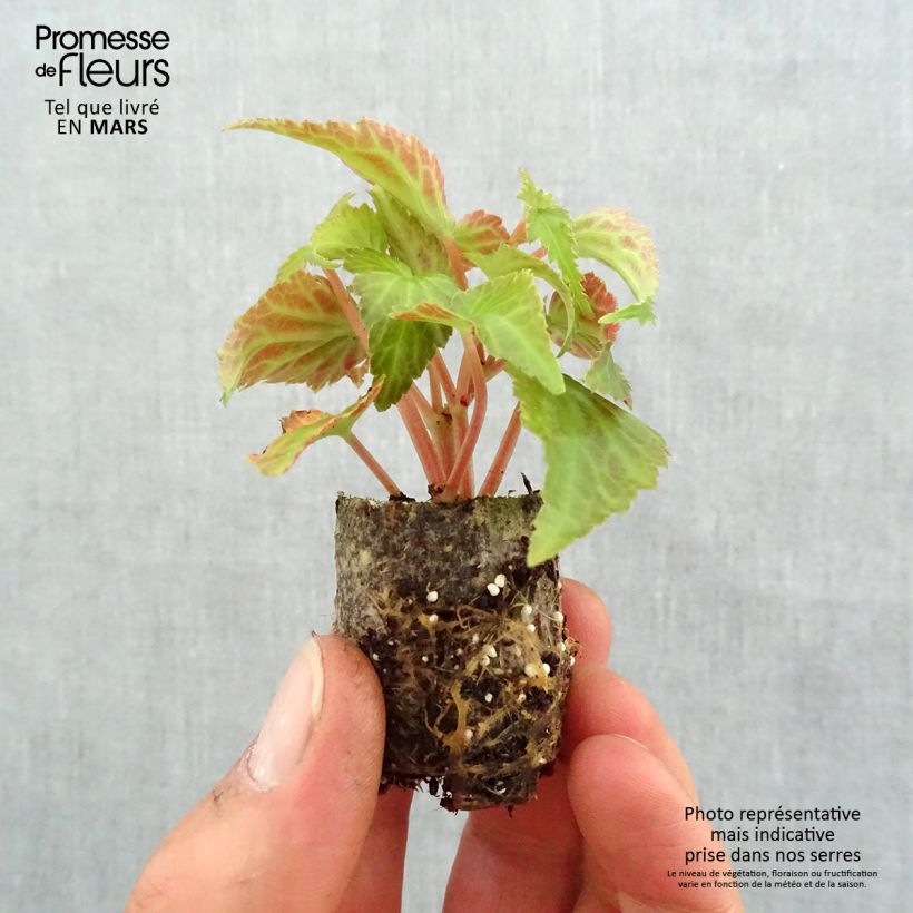 Esimerkki keväällä toimitetusta Riippubegonia Summerwings White Elegance Minipaakku Ø 3/4 cm-taimesta