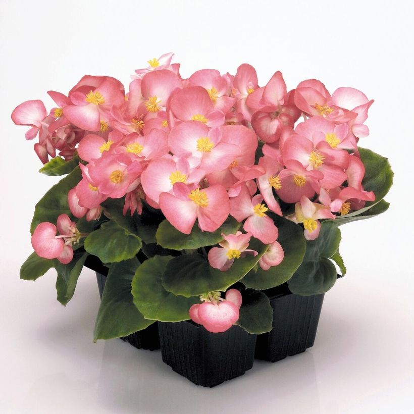 Kesäbegonia Mascotte Bicolour Improved (Kasvutapa)