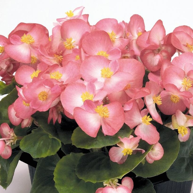 Kesäbegonia Mascotte Bicolour Improved (Kukinta)