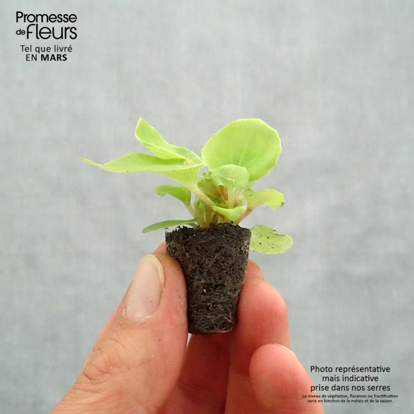 Esimerkki keväällä toimitetusta Kesäbegonia Mascotte Bicolour Improved Minipaakku Ø 3/4 cm-taimesta