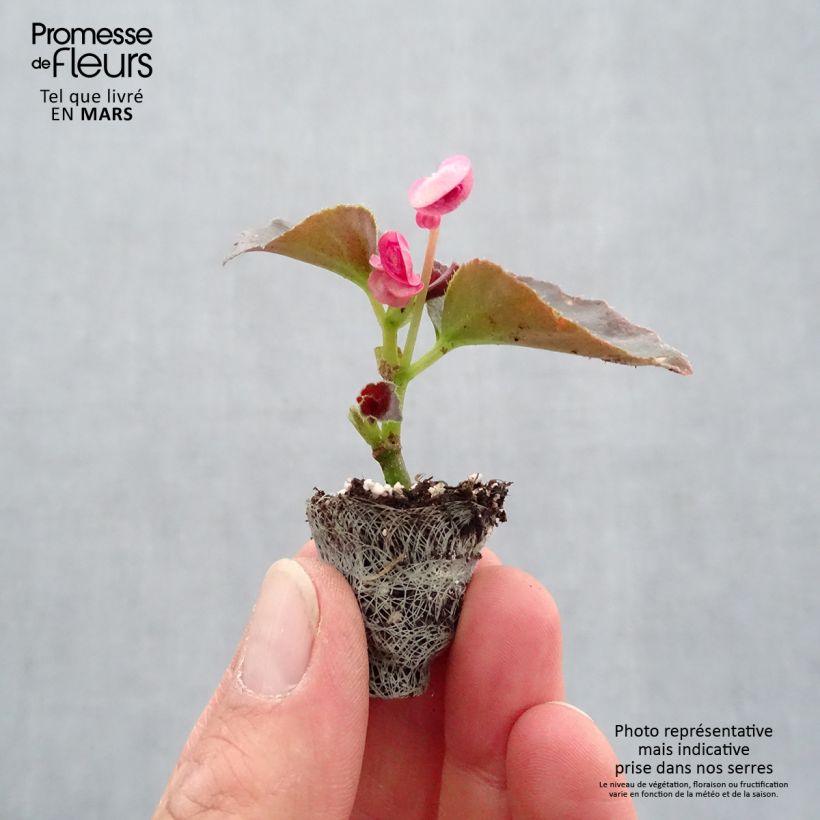 Esimerkki keväällä toimitetusta Kesäbegonia Maxima Rose Bicolor Jardimotte: 3,8 cm x 3,2 cm paakku 16 kpl:n kasvatusalustassa-taimesta