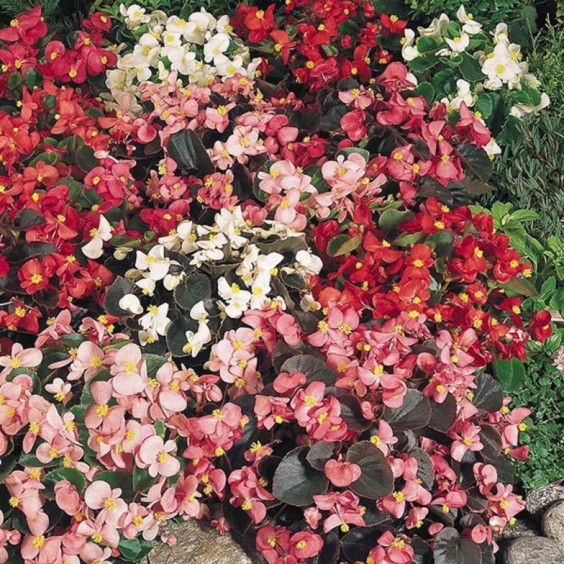 Kesäbegonia Organdy F1 Mix (Kasvutapa)