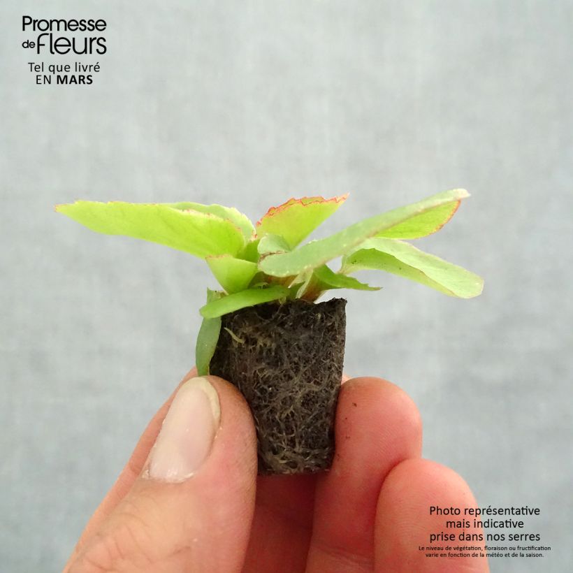 Esimerkki keväällä toimitetusta Kesäbegonia Organdy F1 Mix Minipaakku Ø 1,5/2,5 cm-taimesta