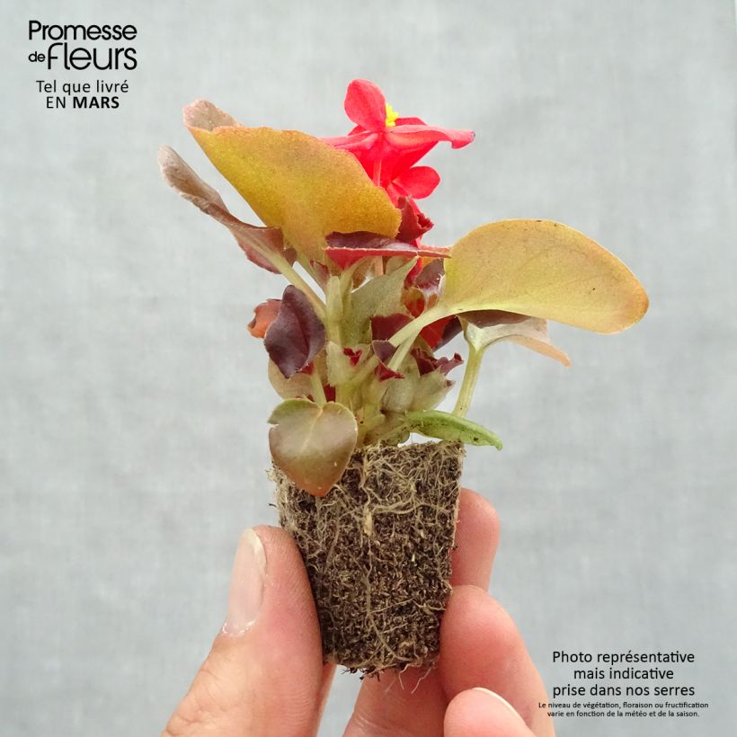 Esimerkki keväällä toimitetusta Kesäbegonia Organdy F1 Mix Jardimotte: 3,8 cm x 3,2 cm paakku 16 kpl:n kasvatusalustassa-taimesta
