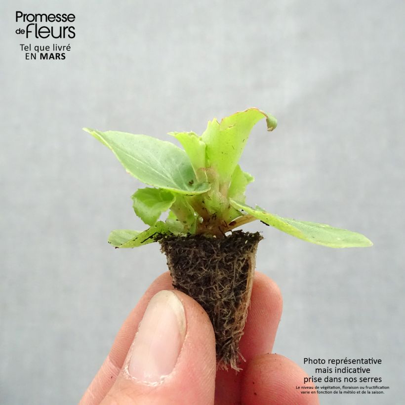 Esimerkki keväällä toimitetusta Kesäbegonia Organdy F1 Mix Minipaakku: 2,2 cm x 2 cm paakku 35 lokeron kasvatusalustalla-taimesta