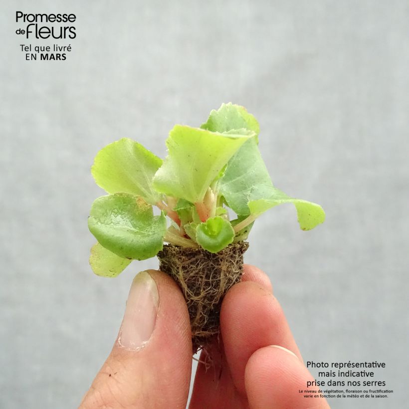Esimerkki keväällä toimitetusta Kesäbegonia Super Olympia vaaleanpunainen Minipaakku: 2,2 cm x 2 cm paakku 35 lokeron kasvatusalustalla-taimesta
