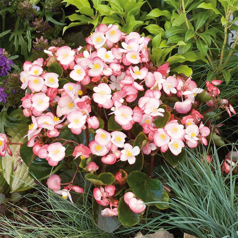Kesäbegonia Maxima Rose Bicolor (Kukinta)