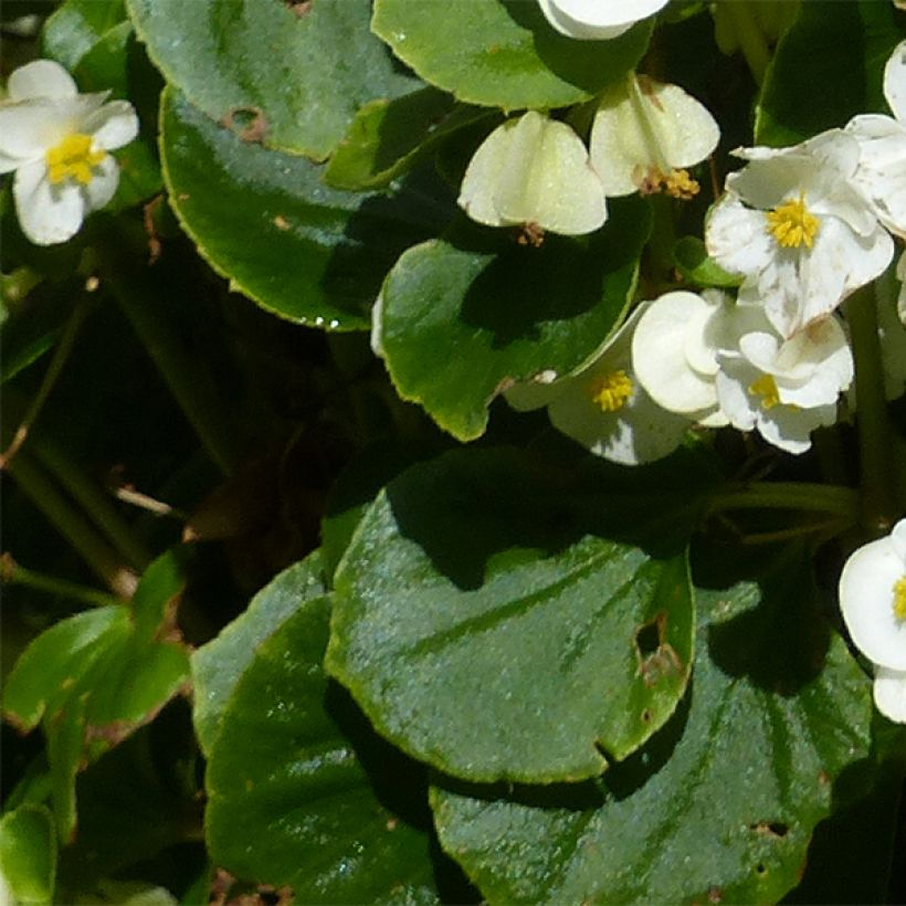 Kesäbegonia Super Olympia blanc (Lehvistö)