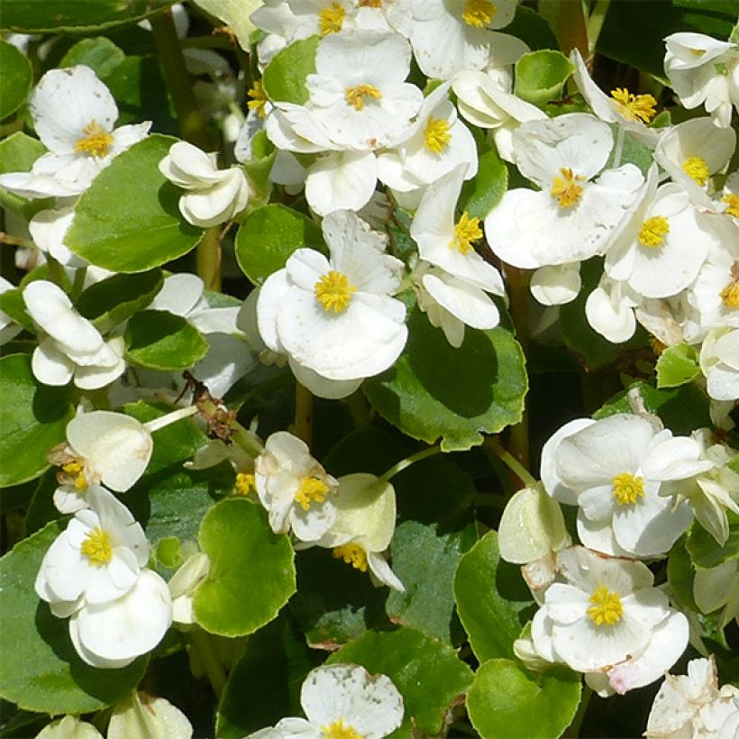 Kesäbegonia Super Olympia blanc (Kukinta)