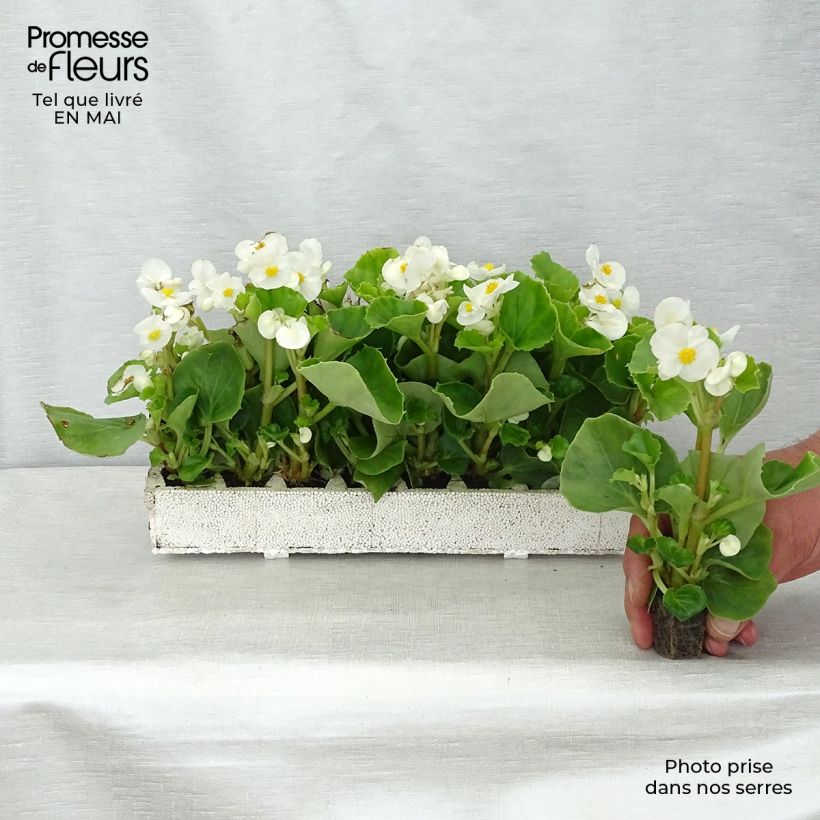 Esimerkki keväällä toimitetusta Kesäbegonia Super Olympia blanc Jardimotte: 3,8 cm x 3,2 cm paakku 16 kpl:n kasvatusalustassa-taimesta