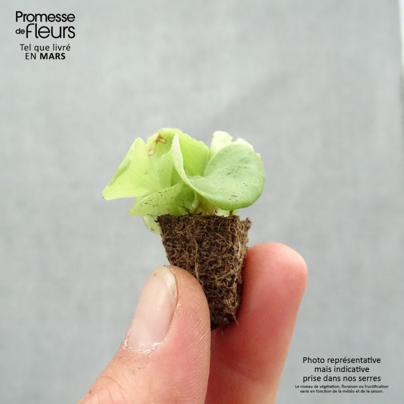 Esimerkki keväällä toimitetusta Kesäbegonia Super Olympia blanc Minipaakku: 2,2 cm x 2 cm paakku 35 lokeron kasvatusalustalla-taimesta