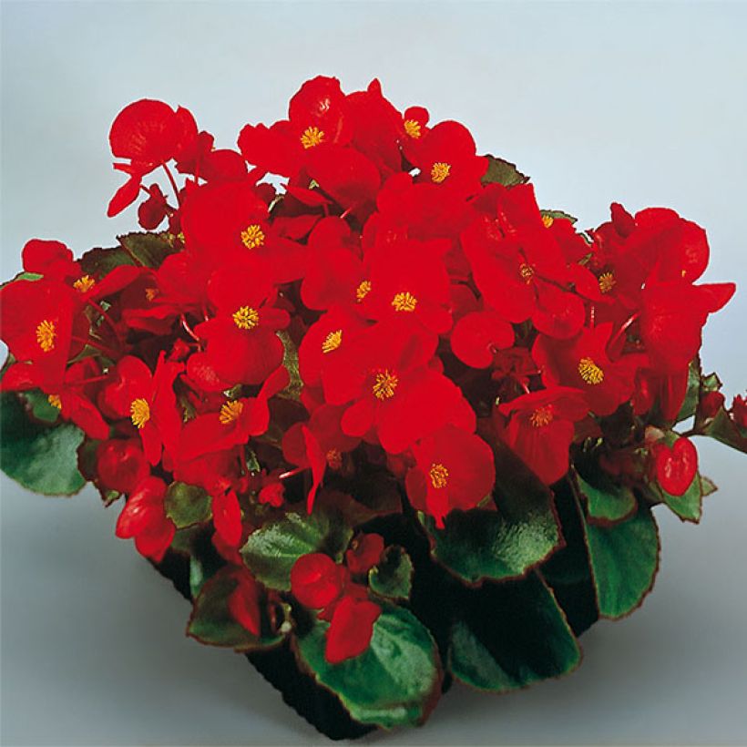 Kesäbegonia Super Olympia punainen (Kukinta)