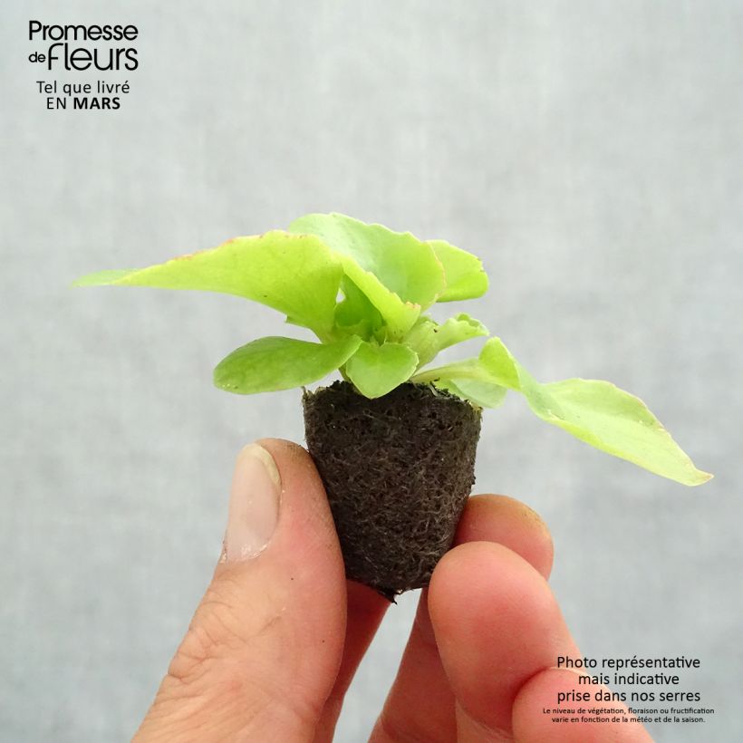 Esimerkki keväällä toimitetusta Kesäbegonia Super Olympia punainen Minipaakku Ø 1,5/2,5 cm-taimesta