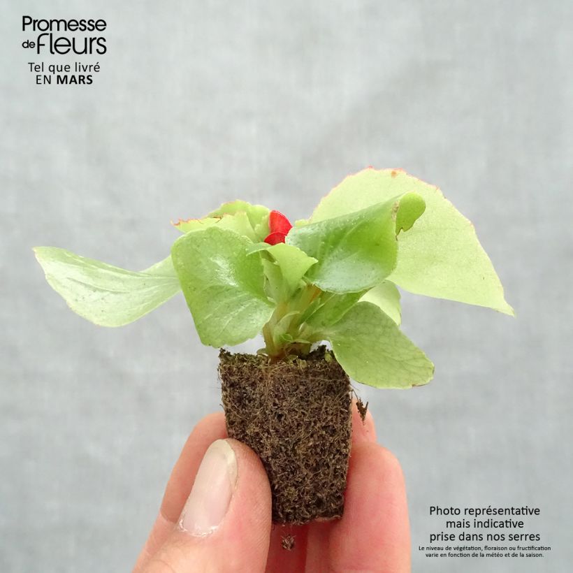 Esimerkki keväällä toimitetusta Kesäbegonia Super Olympia punainen Jardimotte: 3,8 cm x 3,2 cm paakku 16 kpl:n kasvatusalustassa-taimesta