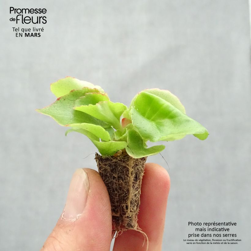 Esimerkki keväällä toimitetusta Kesäbegonia Super Olympia punainen Minipaakku: 2,2 cm x 2 cm paakku 35 lokeron kasvatusalustalla-taimesta