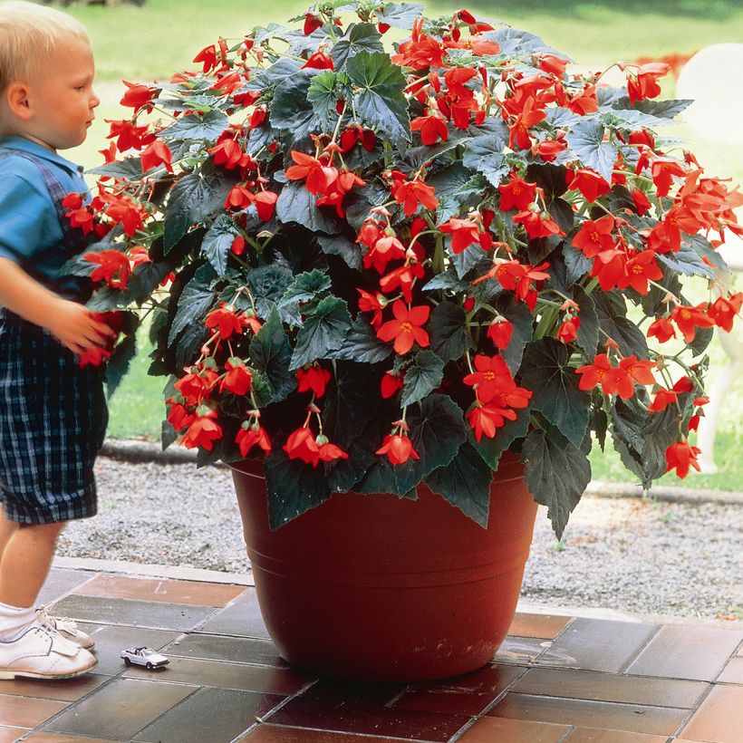 Riippubegonia Skaugum (Kasvutapa)