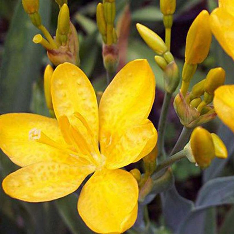 Leopardikurjenmiekka Hello Yellow (Kukinta)